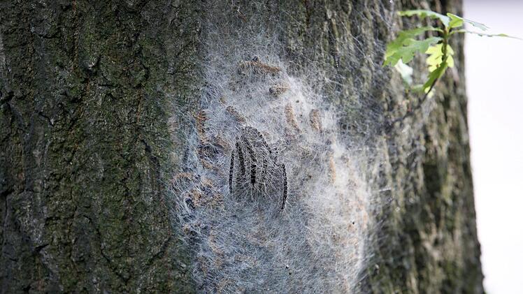 Ein Nest mit Eichen-Prozessionsspinnern hängt an einem Baum. Die Raupen werden bist zu fünf Zentimeter groß und bilden gefährliche Brennhaare. Foto: Bodo Marks/dpa