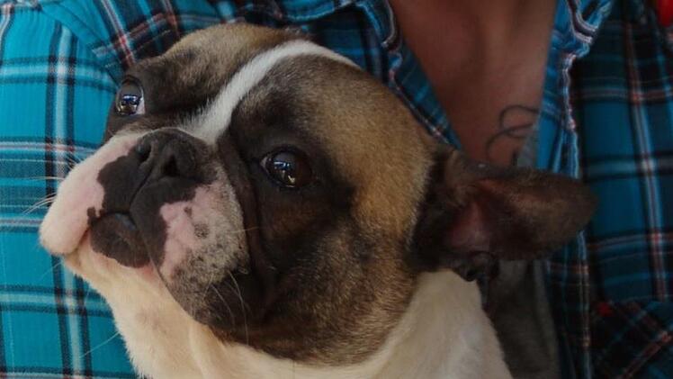 Harry hat nicht nur seine Operation gut überstanden, sondern auch ein neues Zuhause gefunden. Allerdings hat er jetzt einen anderen Namen. Foto: Marco Meißner