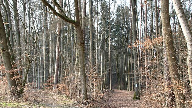 Wo es fr&uuml;her links in den Wald hineinging, m&uuml;ssen sich Wanderer nun rechts halten. Der Frankenwaldverein hat die Umleitungsstrecke f&uuml;r ein Teilst&uuml;ck des KU 44 markiert. Fotos: Katrin Geyer