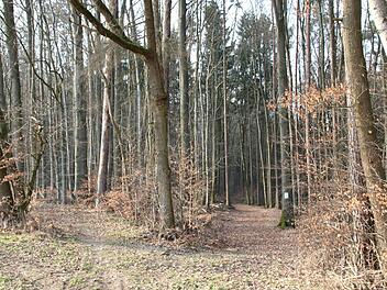 Wo es früher links in den Wald hineinging, müssen sich Wanderer nun rechts halten. Der Frankenwaldverein hat die Umleitungsstrecke für ein Teilstück des KU 44 markiert. Fotos: Katrin Geyer