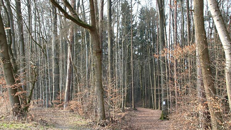 Wo es früher links in den Wald hineinging, müssen sich Wanderer nun rechts halten. Der Frankenwaldverein hat die Umleitungsstrecke für ein Teilstück des KU 44 markiert. Fotos: Katrin Geyer