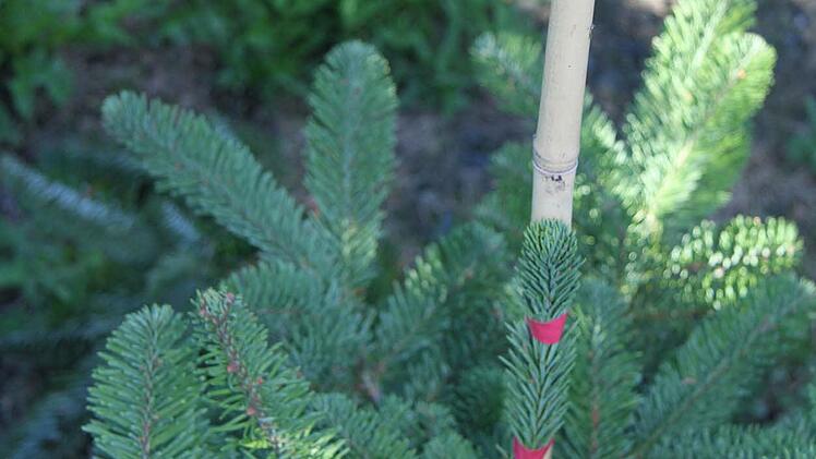 Wenn Christbäume keine Spitze ausbilden wollen, wird ein Seitentrieb mit einer Bambusspitze nach oben gebunden.