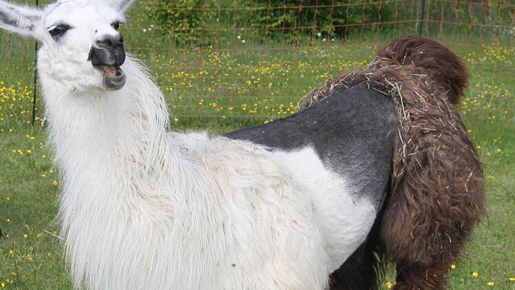 Samuel Müller ist fasziniert von den Lamas. "Lamas sind die Delfine der Weide", schwärmt er und erhofft sich gute Erfolge bei den Freizeiten mit ADHS-Kindern Foto: Sonja Adam