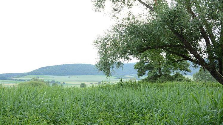Im Diebacher Schilf. Elisabeth Assmann