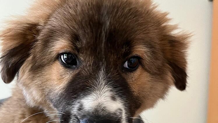 Tierheim Nürnberg: Ungewöhnlicher Welpen-Mix erstaunt Tierheim - "Ist uns wirklich ein Rätsel"