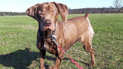 Die blinde Tania kann endlich wieder nach Herzenslust laufen und springen. Fotos: Tierheim Kronach