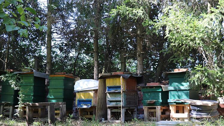 Rund um die Bienenstöcke summt und brummt es. In den Gärten finden die Tiere reichlich Nahrung. Der Besitzer gibt vom Honig gerne etwas an die Nachbarn ab.Foto: Katrin Geyer