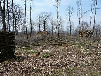 War die behinderte Aussicht vom Andreas-Därr-Turm womöglich der Grund dafür, dass Unbekannte 21 Bäume abgeholt haben? Fotos: G. Bauer/Gemeinde