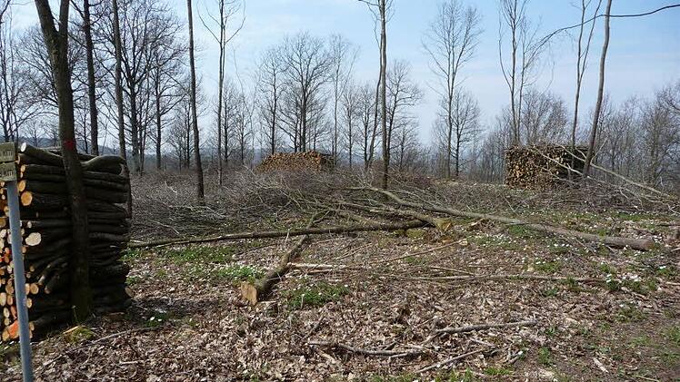 War die behinderte Aussicht vom Andreas-Därr-Turm womöglich der Grund dafür, dass Unbekannte 21 Bäume abgeholt haben? Fotos: G. Bauer/Gemeinde
