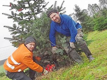 Jürgen Roppelt (rechts) und Werner Schneider gehen dem Weihnachtsbaum an den Kragen: Sie schlagen ihn nicht, sondern sie sägen ihn ab. Am nächsten Wochenende erwarten sie - wie viele andere Kultur-Besitzer im Steigerwald und in den Haßbergen - den großen Ansturm auf die Christbaumkultur. Denn die Kunden wünschen sich einen frischen Tannenbaum.  Foto: Johanna Eckert