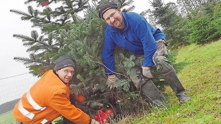 Jürgen Roppelt (rechts) und Werner Schneider gehen dem Weihnachtsbaum an den Kragen: Sie schlagen ihn nicht, sondern sie sägen ihn ab. Am nächsten Wochenende erwarten sie - wie viele andere Kultur-Besitzer im Steigerwald und in den Haßbergen - den großen Ansturm auf die Christbaumkultur. Denn die Kunden wünschen sich einen frischen Tannenbaum.  Foto: Johanna Eckert