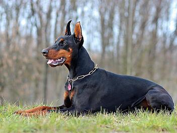 Dobermann lässt Polizei nicht auf Grundstück - Frau hilflos