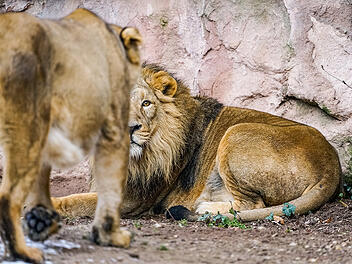 L&ouml;wennachwuchs im Tiergarten N&uuml;rnberg gestorben