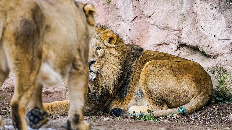 Löwennachwuchs im Tiergarten Nürnberg gestorben