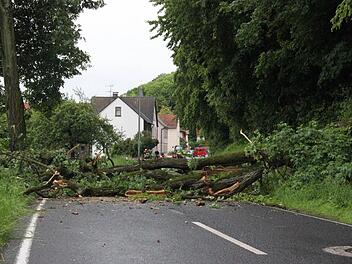 Die Ortszufahrt zum Eltmanner Stadtteil Dippach war am Freitag unpassierbar, weil in den Morgenstunden ein großer Baum auf die Fahrbahn gestürzt war. Foto: Andreas Lösch