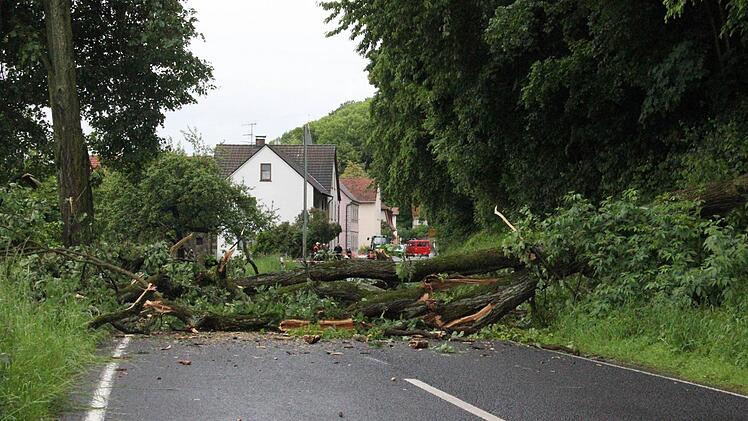 Die Ortszufahrt zum Eltmanner Stadtteil Dippach war am Freitag unpassierbar, weil in den Morgenstunden ein großer Baum auf die Fahrbahn gestürzt war. Foto: Andreas Lösch