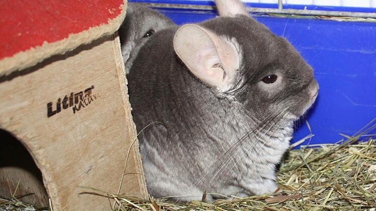 Auch Chinchillas finden hier ein Zuhause.