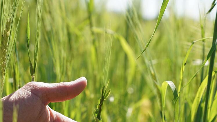 Der Finkensame ist ein typisches Wildkraut auf Getreidefeldern.Adriane Lochner