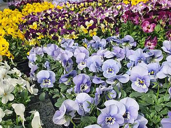 Coburg: "Coburg bl&uuml;ht auf!" - 1000 Blumen f&uuml;r die Bev&ouml;lkerung