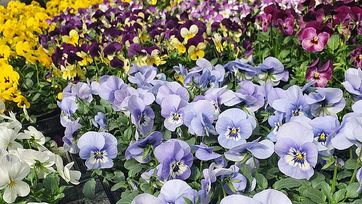 Coburg: "Coburg blüht auf!" - 1000 Blumen für die Bevölkerung