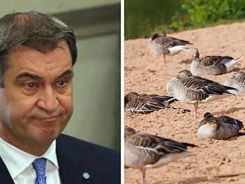 N&uuml;rnberg: Droht erneut Kot-Alarm am "S&ouml;der-Strand"? G&auml;nse-Exkremente verderben Badespa&szlig;