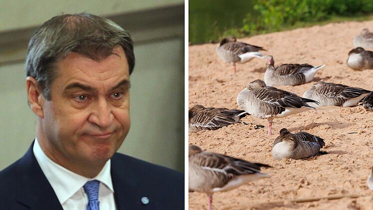 Nürnberg: Droht erneut Kot-Alarm am "Söder-Strand"? Gänse-Exkremente verderben Badespaß