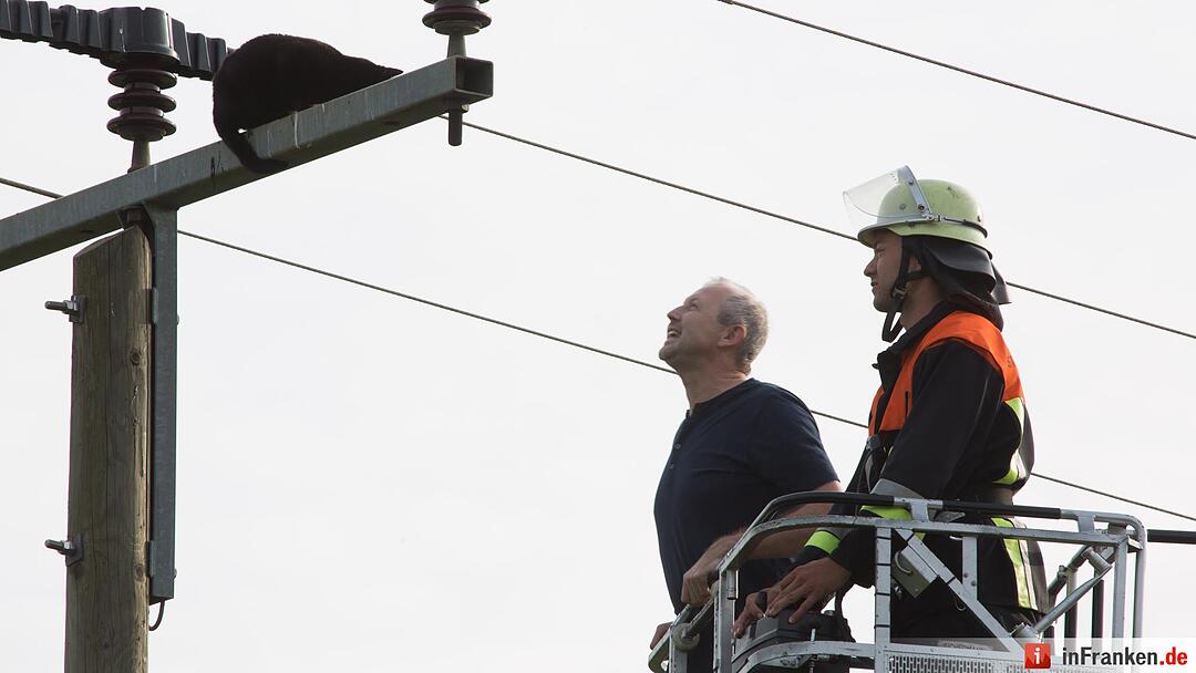 Katze Molli löst Feuerwehreinsatz aus