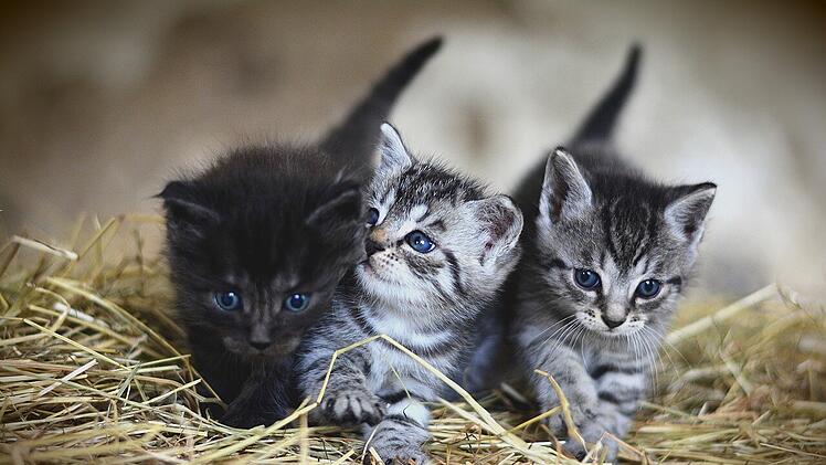 Viele neugeborene Katzen werden einfach ausgesetzt und suchen ein Zuhause.