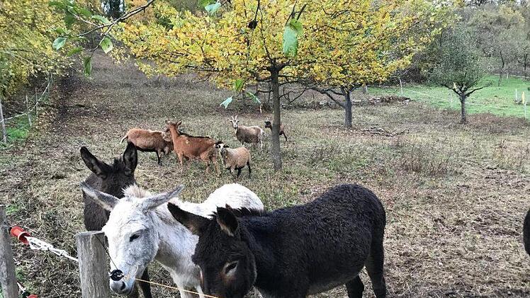 Esel und Ziegen beweiden extensiv den Hang vom Kloster Aura zur Saale. Foto: Agnieszka Brand