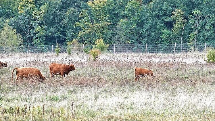 Die Hochlandrinder auf der Weide.