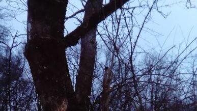 Ein Baum, der in der Hecke steht, ist beschädigt worden. Foto: privat