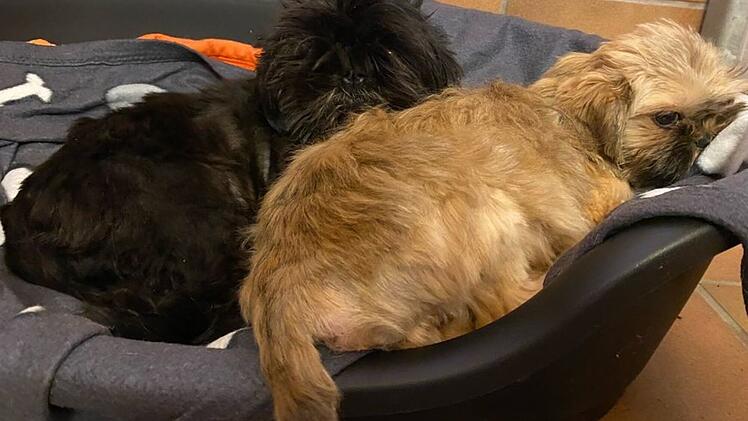 Tierheim Hof: Wieder einmal ausgesetzte Hunde gefunden - Hohe Belohnung auf "Hobbyzüchter" ausgesetzt