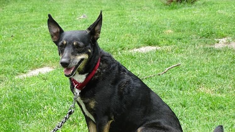 Hund Miley ist seit über zwei Jahren im Tierheim Bayreuth