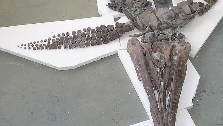 Steinzeit-Puzzle: Der Präparator mit den versteinerten Resten eines Fischsauriers der Gattung Temnodontosaurus