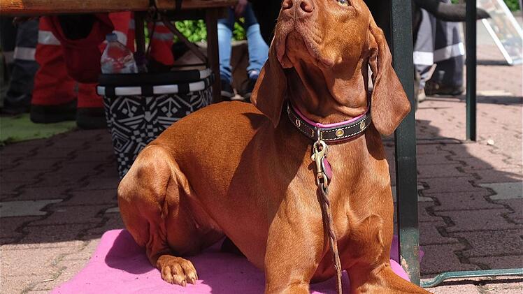 Blaulichttag in Hammelburg  Foto: Gerd Schaar