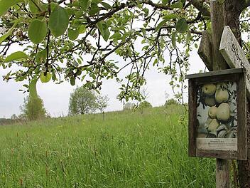 Diese Streuobstwiese wird noch tüchtig "aufgeforstet". Foto: Ralf Kestel