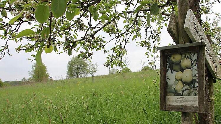 Diese Streuobstwiese wird noch tüchtig "aufgeforstet". Foto: Ralf Kestel