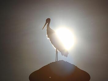 Der Westheimer Storch zeigt seine stolze Gestalt im Gegenlicht der Abendsonne. Foto: Christian Fenn