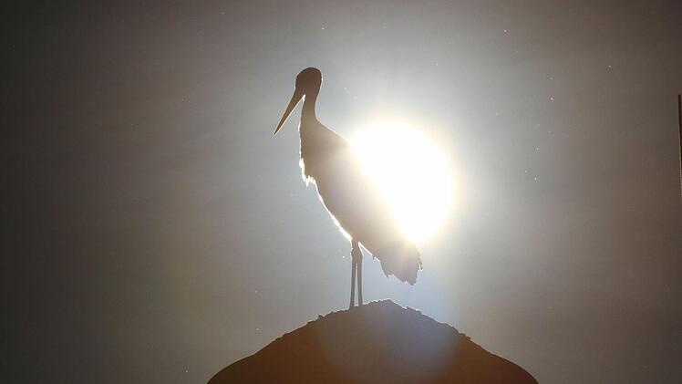 Der Westheimer Storch zeigt seine stolze Gestalt im Gegenlicht der Abendsonne. Foto: Christian Fenn