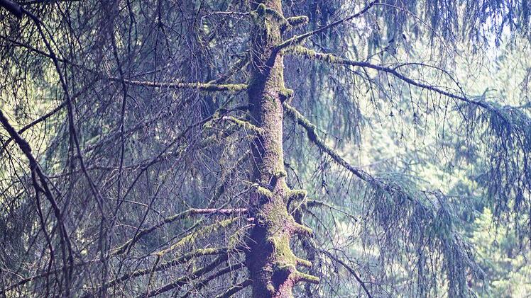 Ganz zu schweigen von diesem Baum... Foto: Bastian S&uuml;nkel