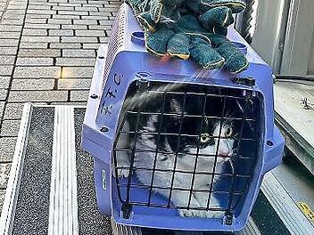 Von der Feuerwehr in Sicherheit gebracht: die gerettete Katze. Frauchen musste ins Krankenhaus.