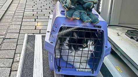 Von der Feuerwehr in Sicherheit gebracht: die gerettete Katze. Frauchen musste ins Krankenhaus.