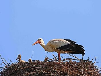 Der Storchenhorst in .Hans-Peter Schönecker