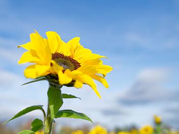 Bis zu 20 Grad am Donnerstag