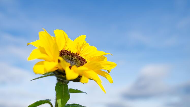 Bis zu 20 Grad am Donnerstag