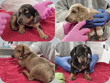 Tierheim Feucht: Hundebabys aus Schmuggel-Transport befreit