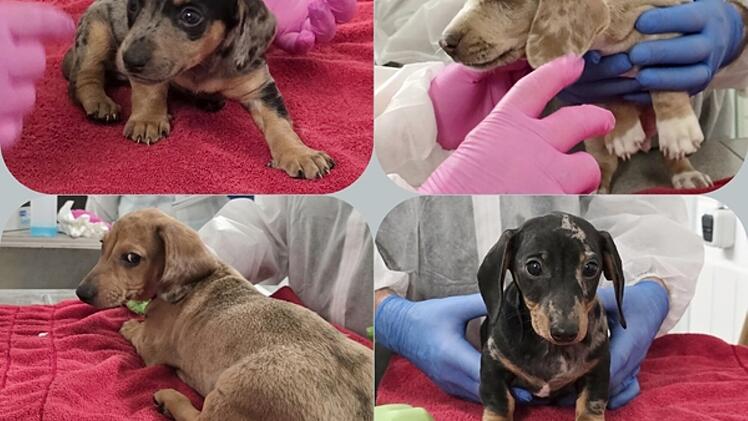 Tierheim Feucht: 14 Hundewelpen aus illegalem Transport gerettet