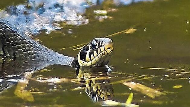 Eine Szene aus dem Dokumentarfilm "Geheimnisvolle Pegnitzauen". Bei der Fotogruppe Thurnau ist er am kommenden Montag im Gasthaus "Fr&auml;nkischer Hof" zu sehen. Foto: Claus van Acken