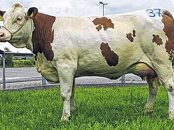 Erstgereihte Jungkuh kommt aus Roden