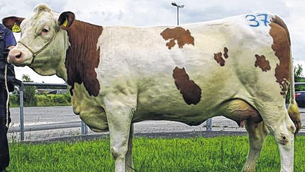 Erstgereihte Jungkuh kommt aus Roden